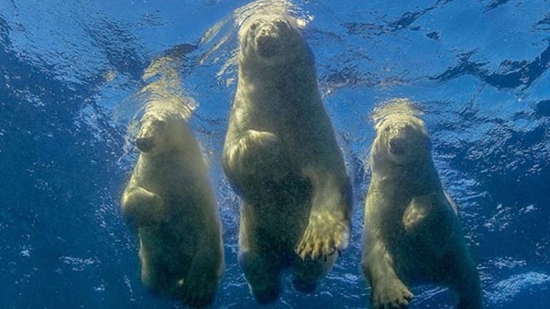 El fotógrafo que nadó con osos polares obtuvo esta imagen magnífica.