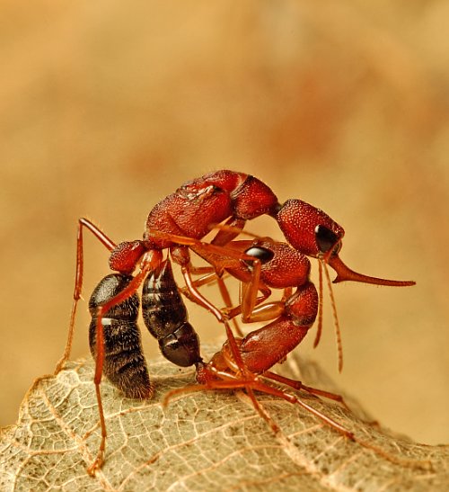 Las hormigas pelean entre ellas para elegir una nueva reina.
