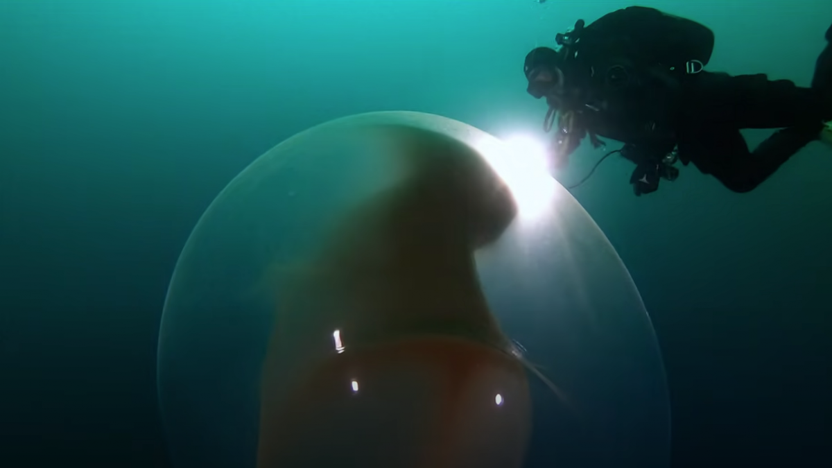 Los extraños globos flotantes del mar ya tienen explicación.