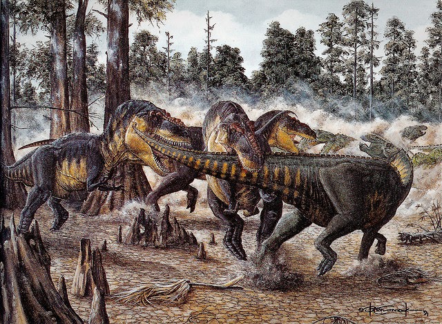 Los tiranosaurios se movían en manadas, según indicios cada vez más fuertes.