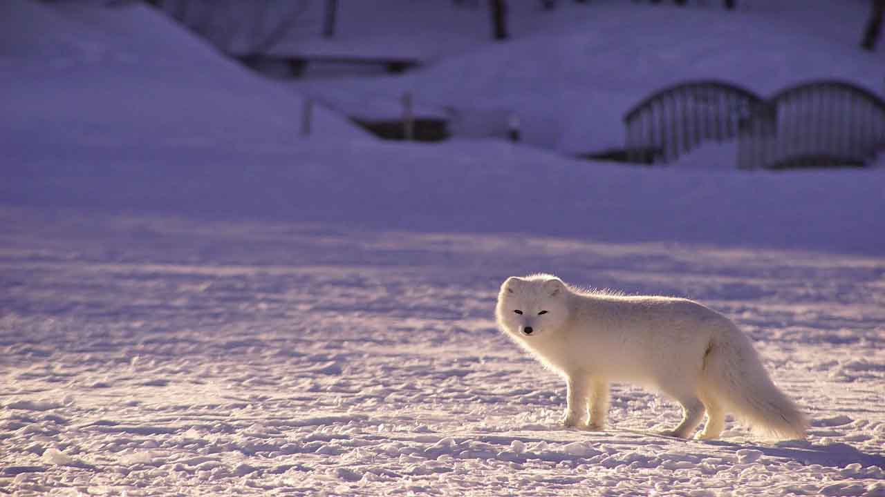 frenar el cambio climático favorece al Polo Norte y al Ártico