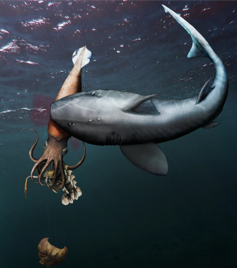 El fósil del calamar atrapado comiendo pudo empezar su historia así.