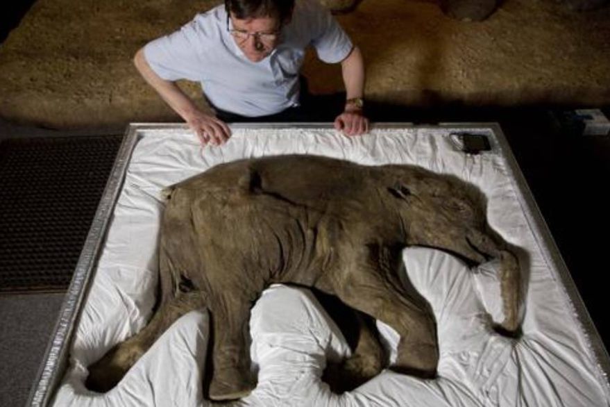 El mamut bebé que se mantuvo casi intacto viaja en una maleta acondicionada para su cuerpo.