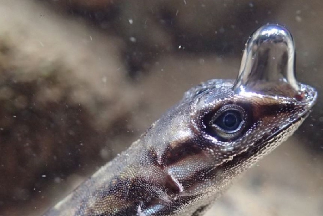 El secreto de los lagartos para respirar bajo el agua una burbuja de aire.