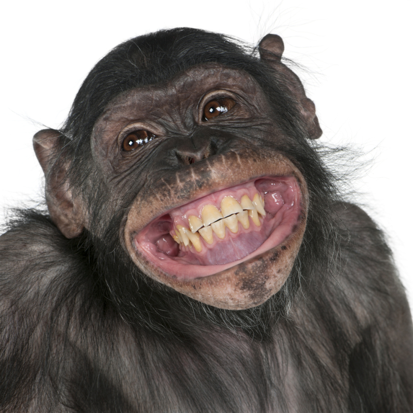 En los primates parece más fácil identificar esta posible risa por su parecido a nosotros.