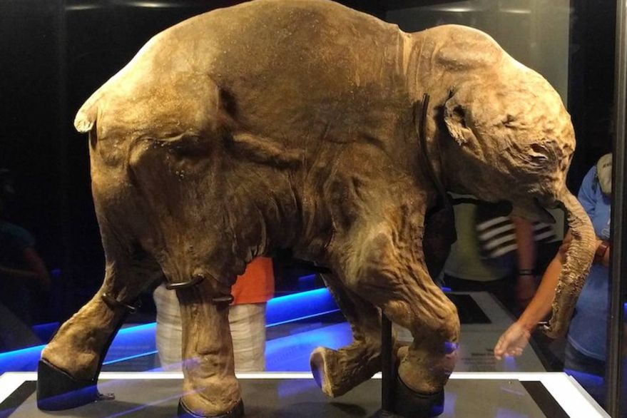 La cría de mamut viaja por el mundo en exhibiciones.
