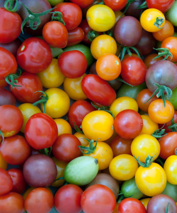 Los científicos están cambiando la maduración y color de los tomates.