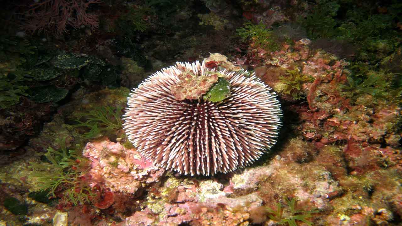 el erizo de mar come algas marinas