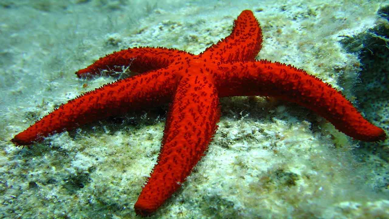 estrella de mar girasol