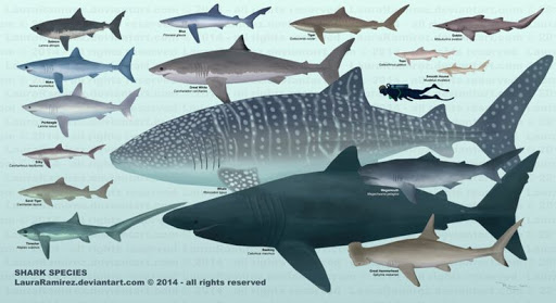 Después de ese evento, la cantidad de especies de tiburones descendió significativamente.