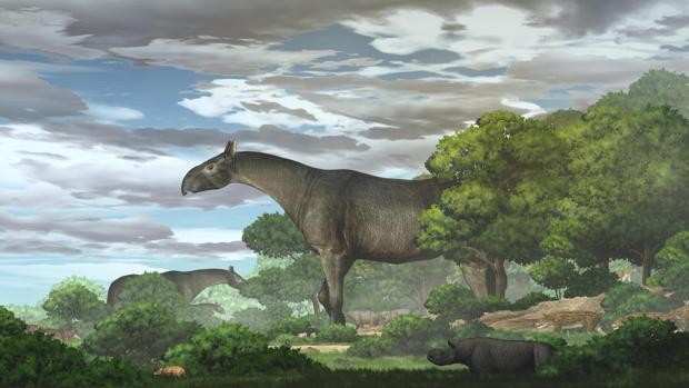 El mamífero más grande de la historia fue un rinoceronte colosal.