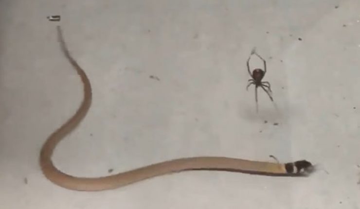 Las arañas que comen grandes serpientes no le temen a nada.
