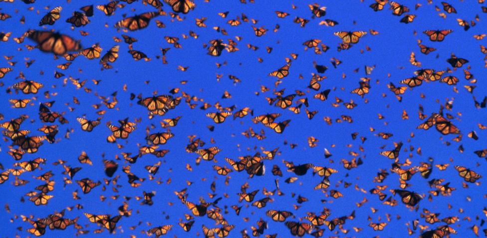 Las condiciones climáticas favorables aumentan el número de mariposas que migran.