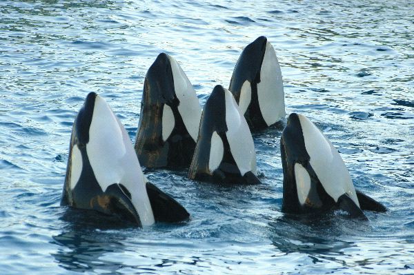 Las orcas tienen gran empatía entre ellas, según se desprende de una observación profunda.