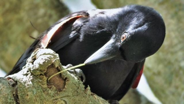 ¿Cómo aprendieron los cuervos a fabricar ganchos? ¿Qué material usan?