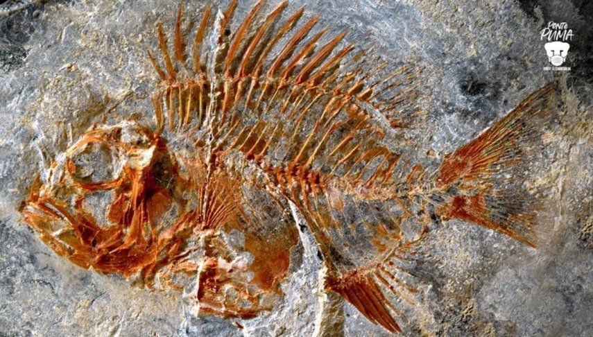 El pez que convivió con los dinosaurios dejó su huella por 95 millones de años.