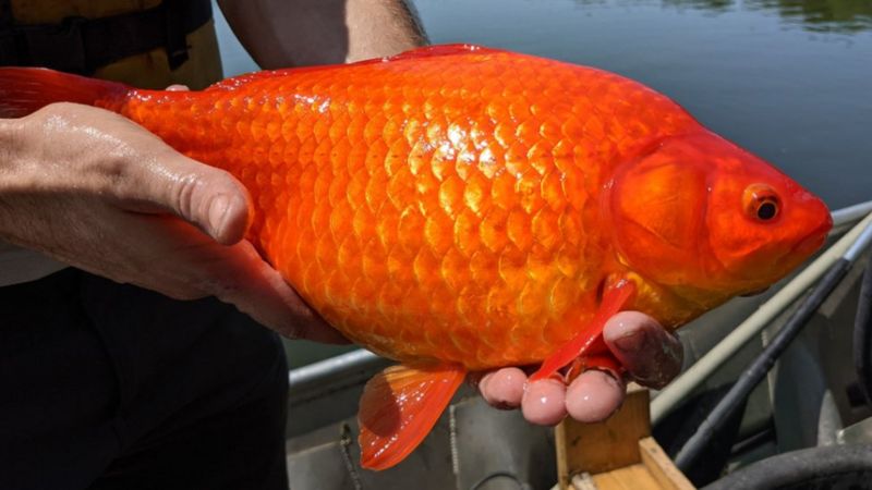 En algunas regiones de EEUU, la plaga de los peces dorados produce grandes ejemplares.