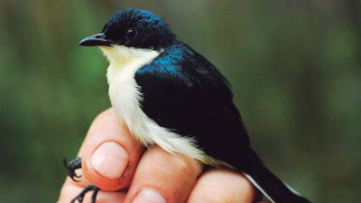 Una nueva especie de ave en Nueva Guinea ha sido descubierta