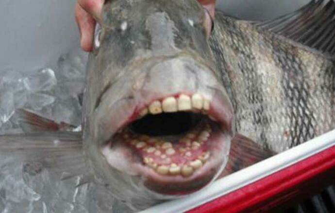 El pez que tiene dientes de humano tiene una sonrisa peculiar.