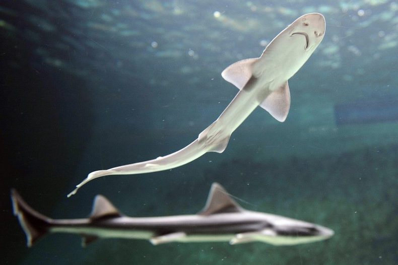 El tiburón que nació en un estanque sin machos, un tiburón sabueso.