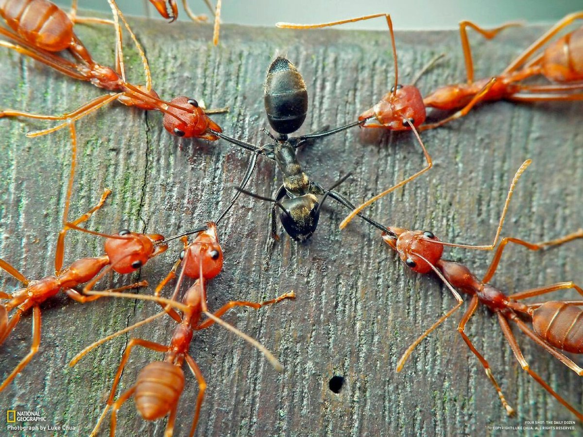 Estas hormigas hacen trabajar a las demás para ellas.