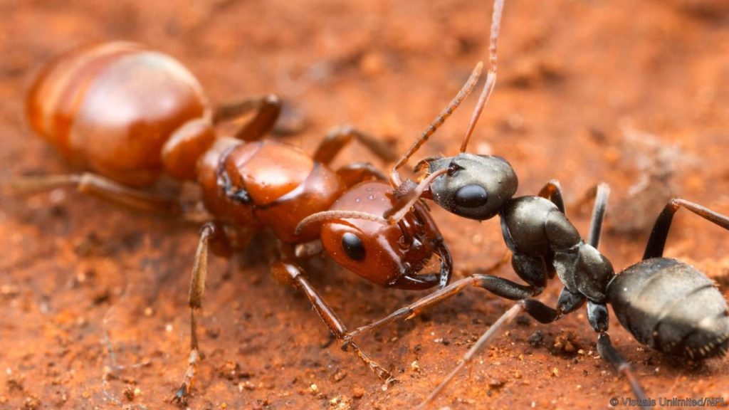 Las hormigas que esclavizan otras hormigas suelen captar larvas para adiestrarlas.