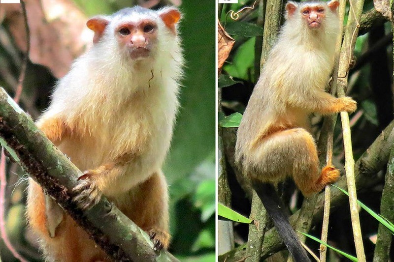 El nuevo primate descubierto en Brasil confirma la diversidad amazónica que falta descubrir.