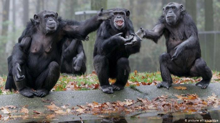 Algunos primates tienen algo cercano a nuestro sistema de comunicación.