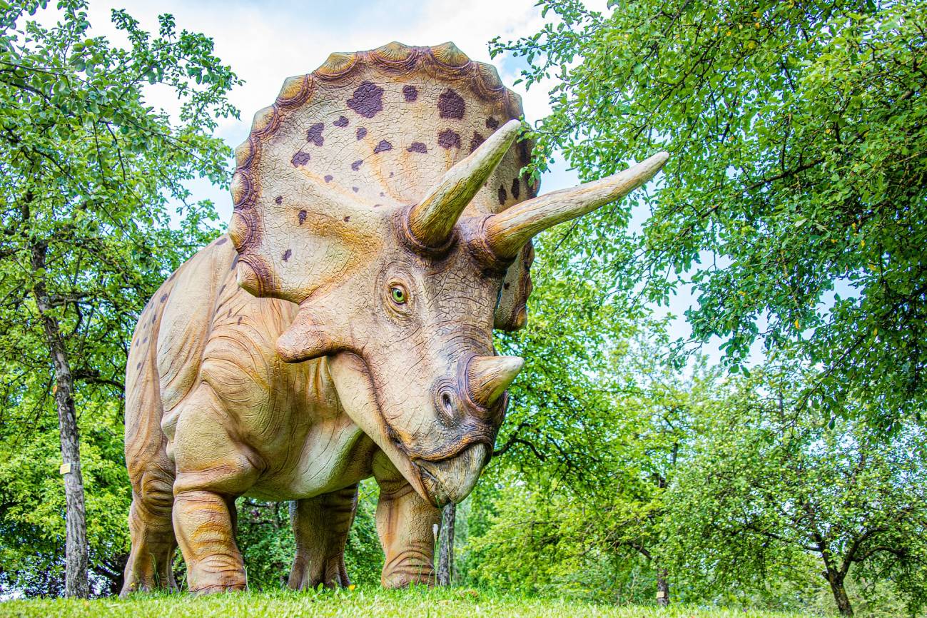 ¿Cómo se defendían los dinosaurios herbívoros? Algunos, como el triceratops, con sus cuernos.