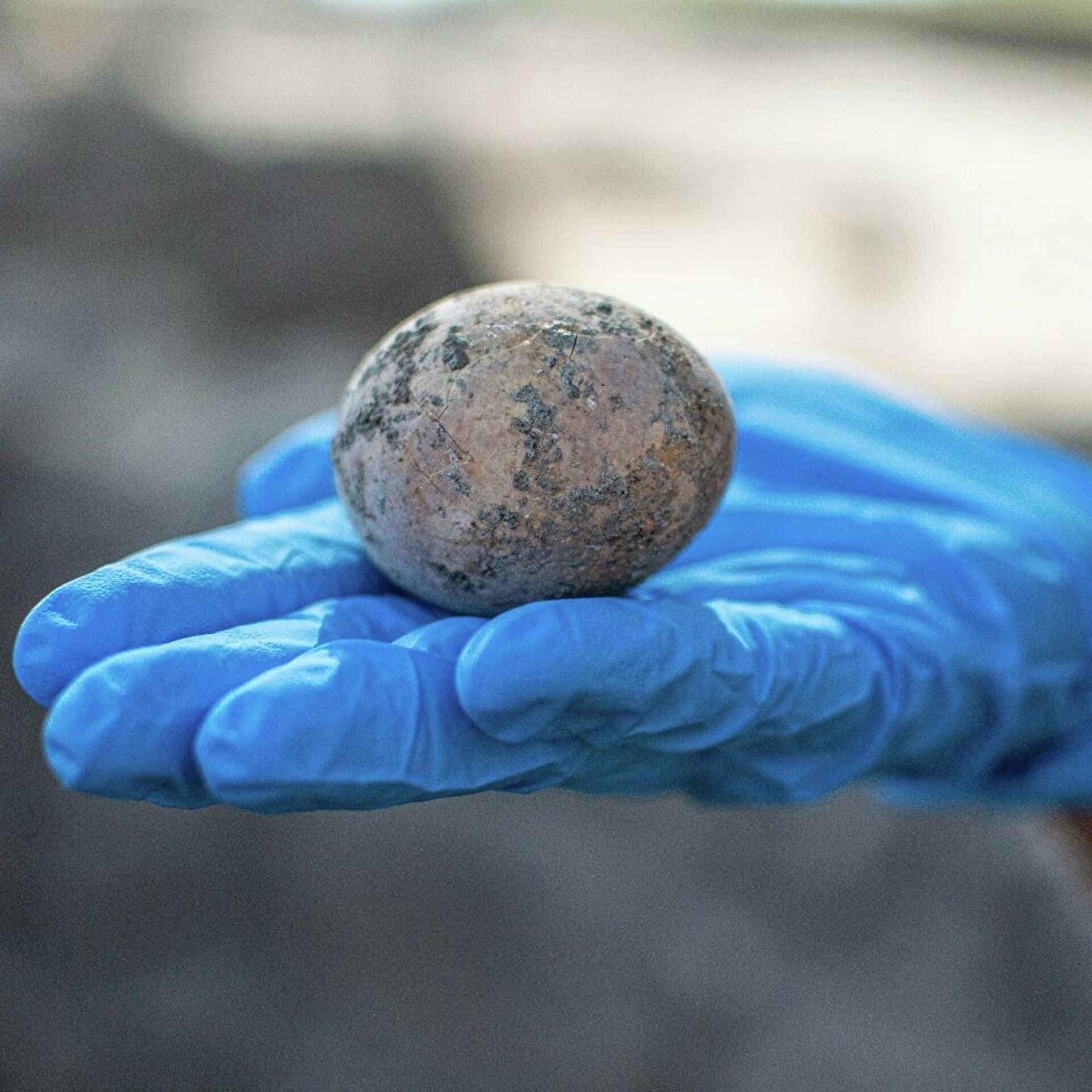 El huevo que permaneció intacto mil años es casi un milagro.