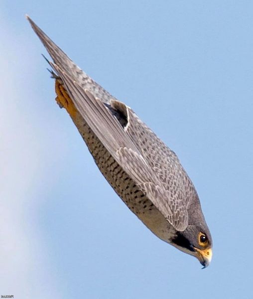 El impresionante halcón peregrino rompe cualquier récord de velocidad.