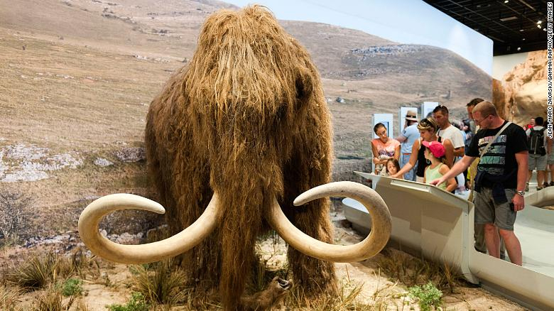 El proyecto de resucitar al mamut lanudo a punto de hacerse realidad.