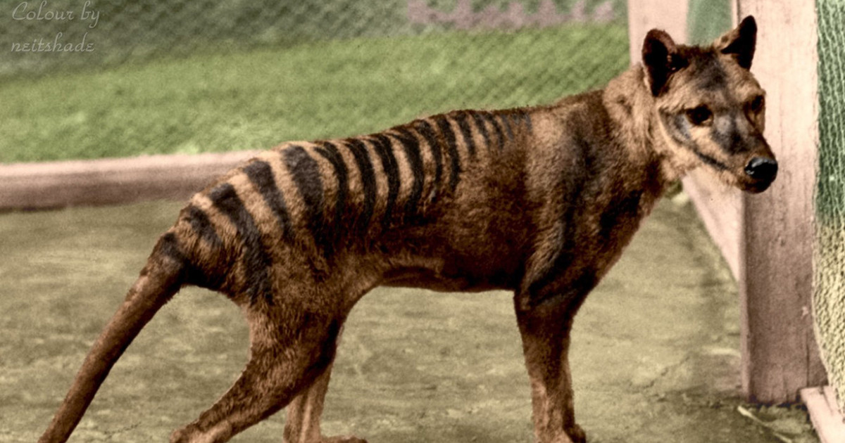 El último tigre de Tasmania en video a color. Justo en la nostalgia.