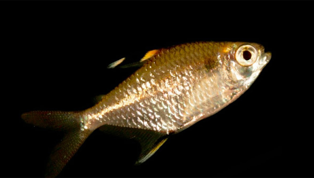 La sardina que reapareció en Ecuador debió estar muy bien oculta todo este tiempo.
