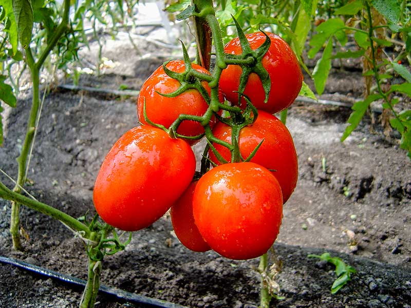 Los tomates han sido intervenidos numerosas veces por la ciencia.