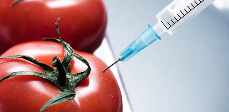 Los tomates modificados para tratar la hipertensión son un avance en su cultivo.