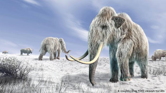 Se cree que el mamut resucitado podría vivir en el Ártico.