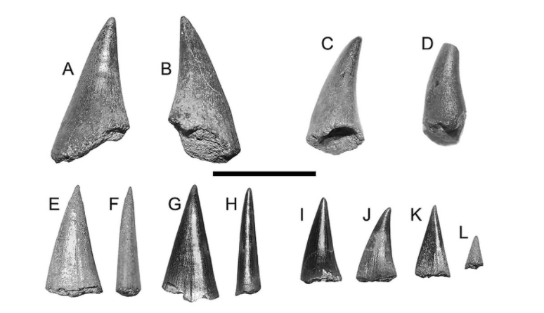 Además de los peces de 150 millones de años, se hallaron numerosos dientes.