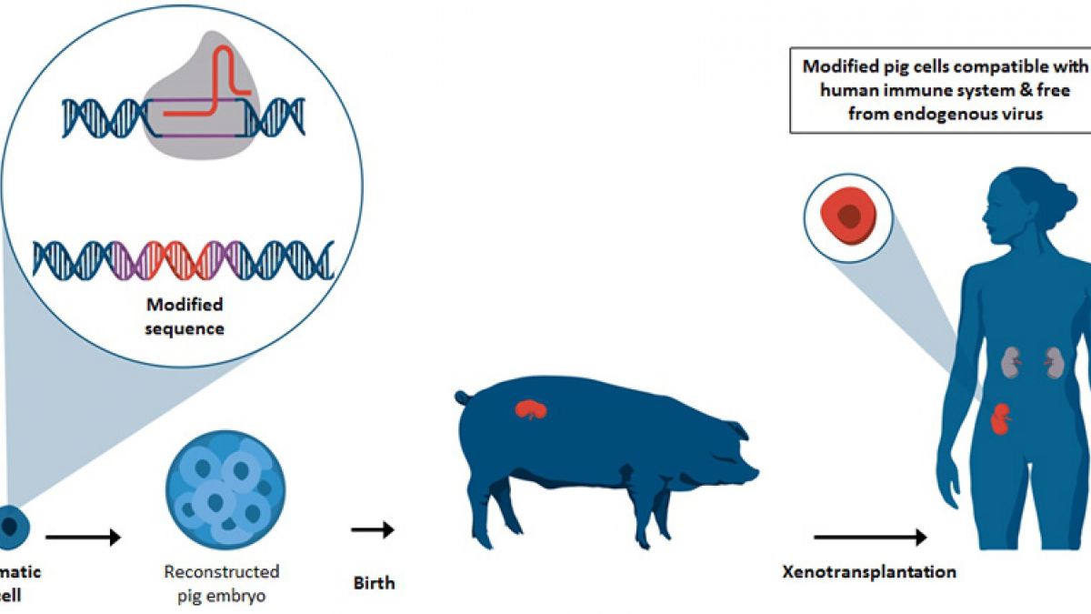 Algunos cerdos son modificados genéticamente para favorecer el trasplante.