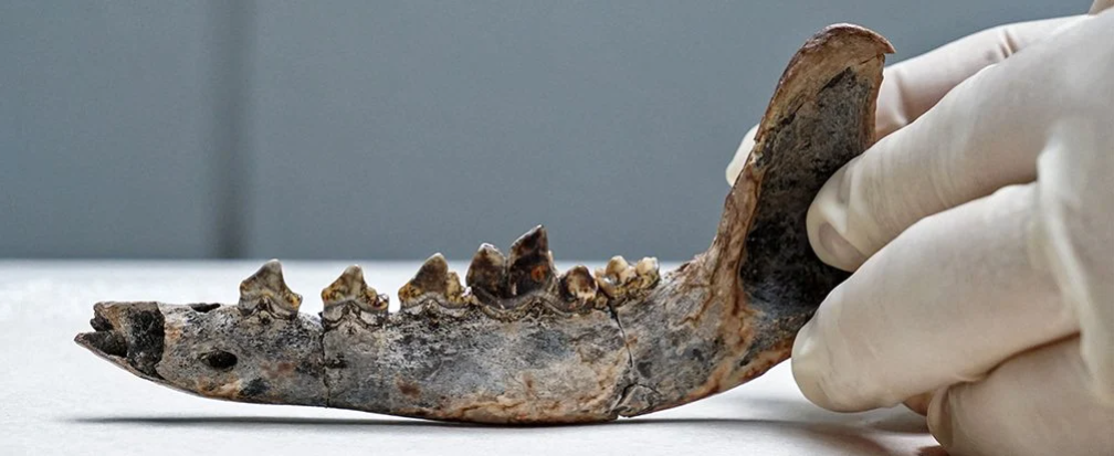 Esta sería la mandíbula del perro más antiguo de América.