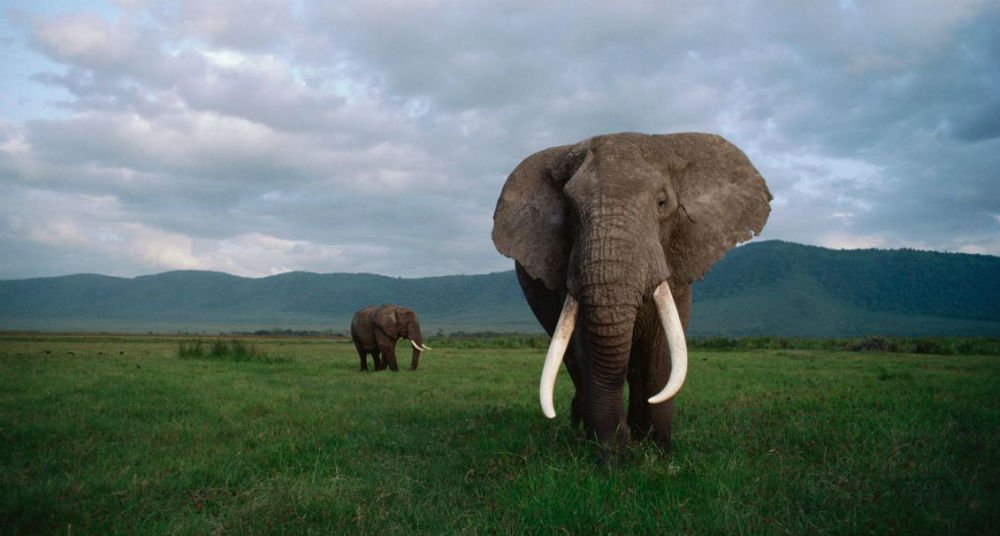 Los elefantes evolucionan sin colmillos para evitar convertirse en presas de la cacería humana.