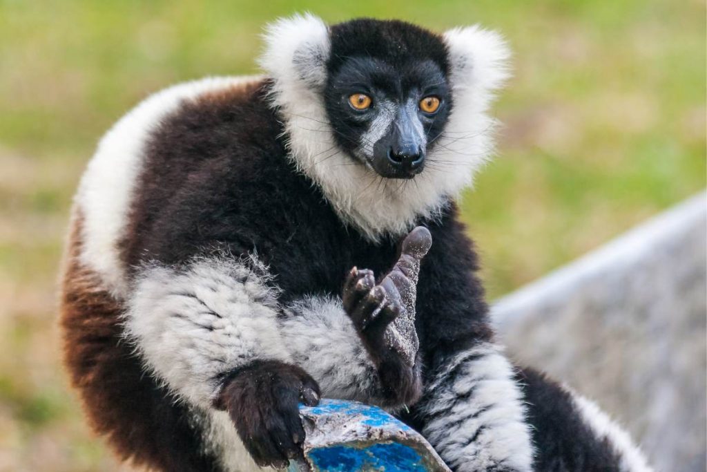 Los lémures cantantes de Madagascar tienen sentido del ritmo.