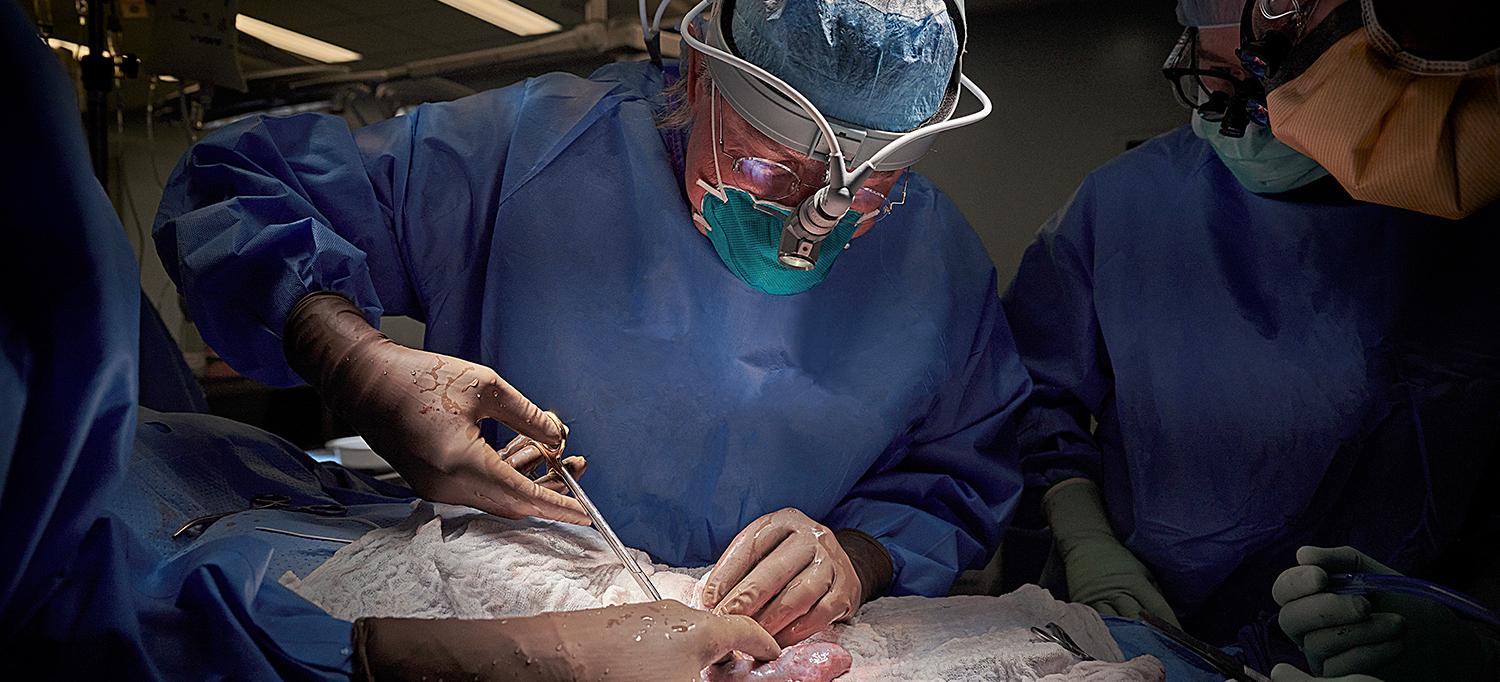 Los xenotrasplantes están de vuelta. Un riñón de cerdo se implantó en un cuerpo humano.
