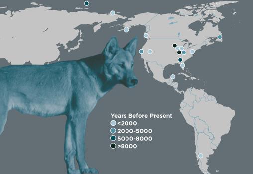 Se halló restos de perros en distintos lugares de América.