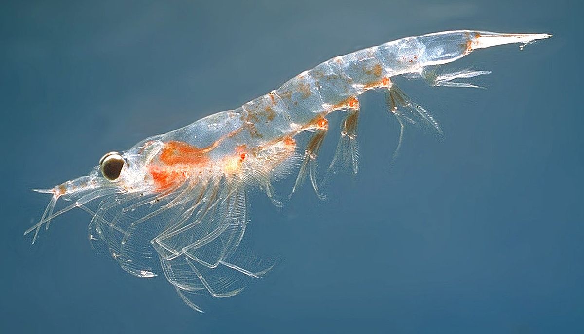 El krill es el principal alimento de las ballenas.