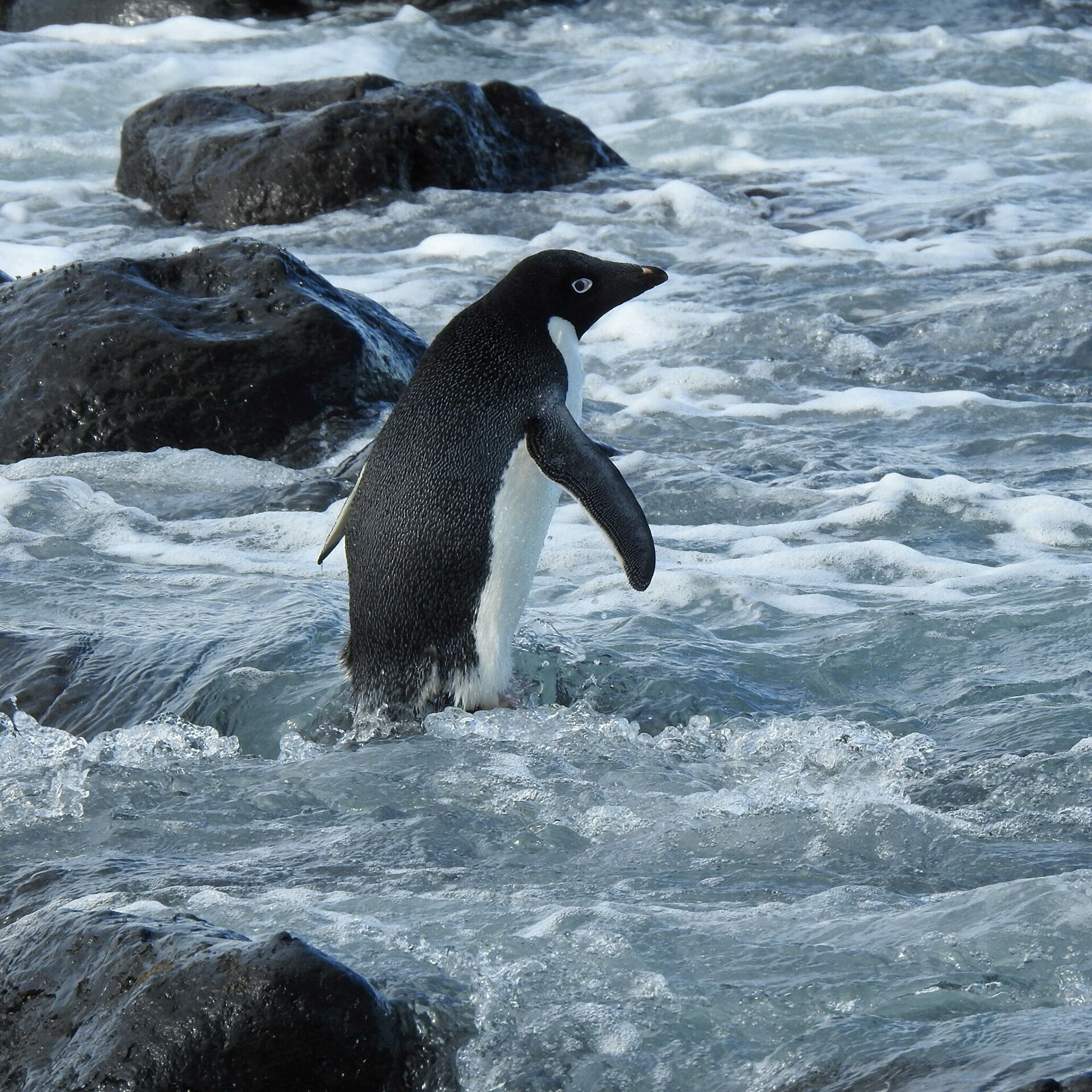El pingüino que llegó hasta Nueva Zelanda hizo un viaje de 3 mil kilómetros.