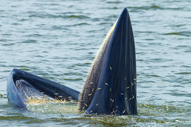 Es hora de pensar en las ventajas del excremento de ballena.