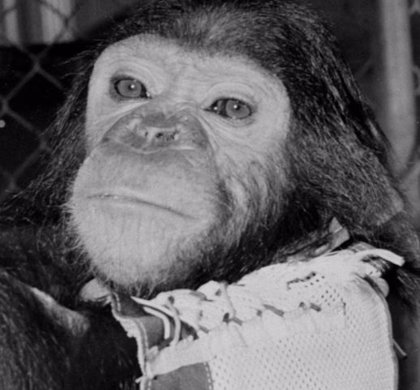 Este es Enos, el primer chimpancé que orbitó la Tierra.