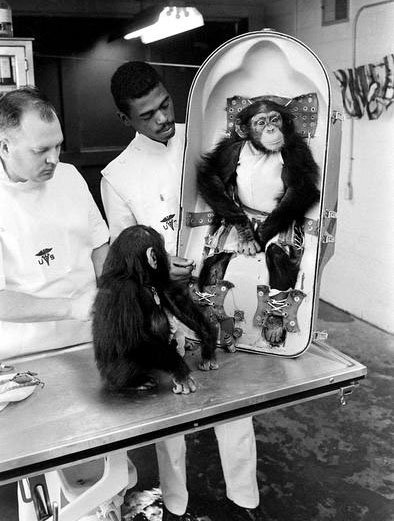 Los chimpancés fueron parte de la carrera espacial desde el principio.