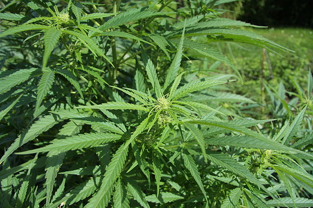cultivos cannabis